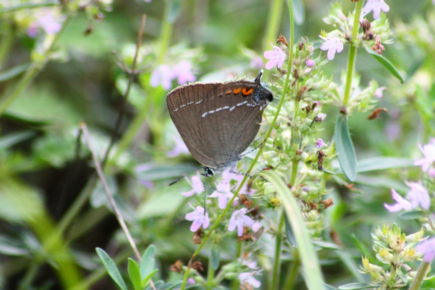 satyrium spini in prima pagina